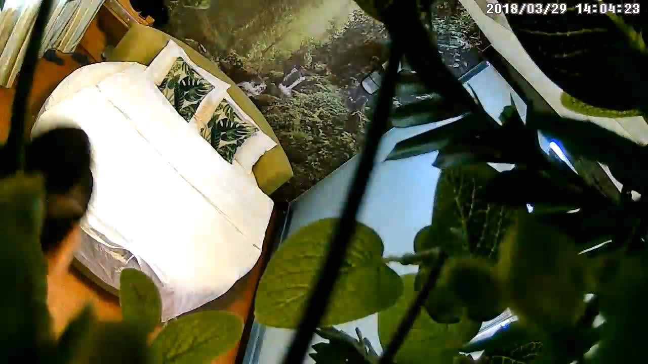 360摄像头偷拍 绿色植物及欧式主题房精选合集 妹子叫道“射里面射外面都行”【30v】 (30)