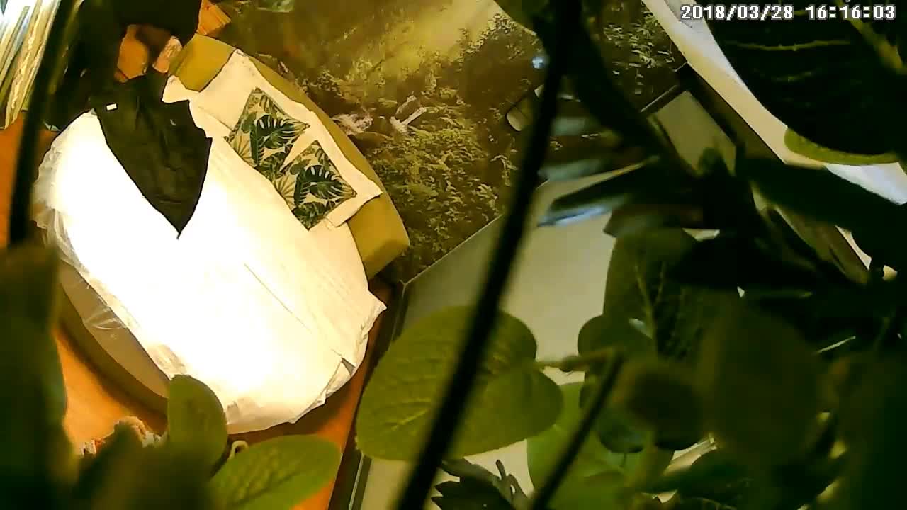 360摄像头偷拍 绿色植物及欧式主题房精选合集 妹子叫道“射里面射外面都行”【30v】 (28)