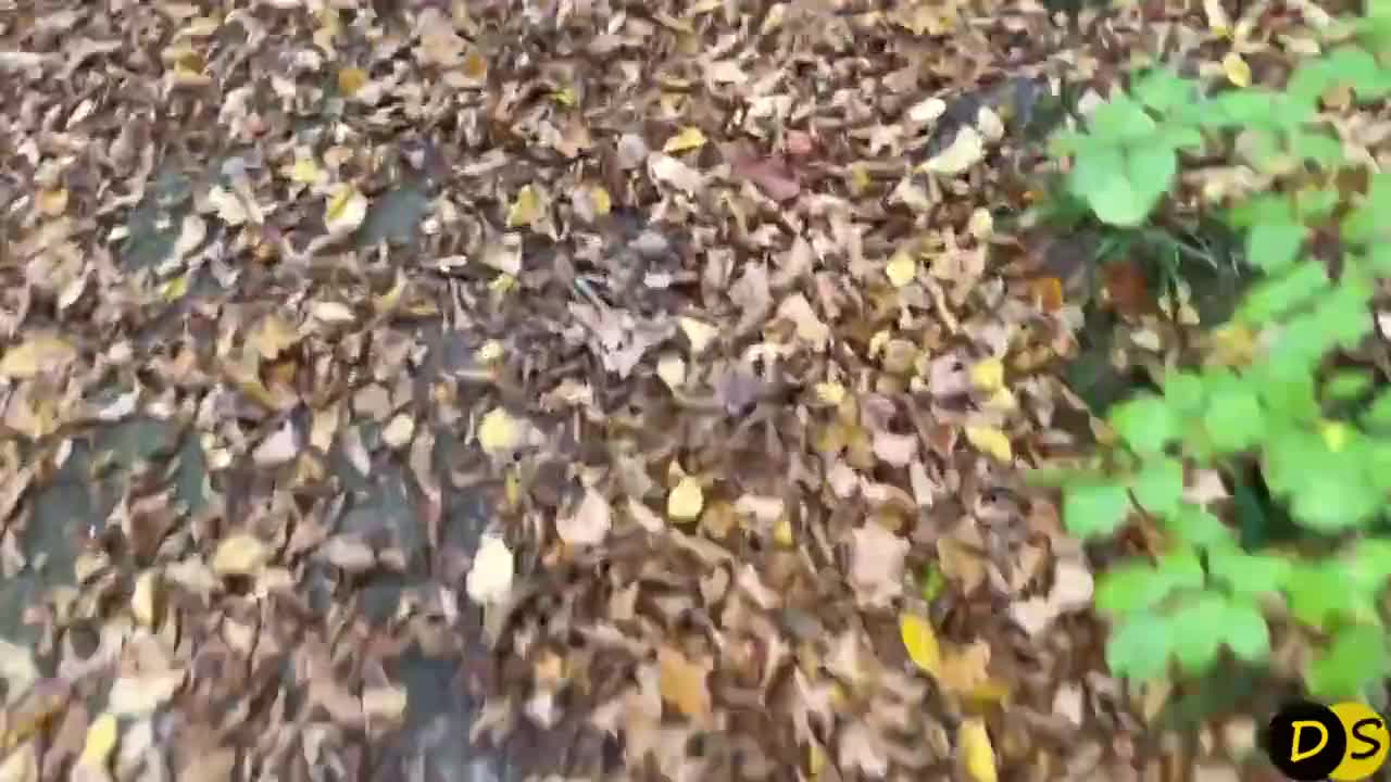 【自整理】开车带着害羞的丰满人妻到小树林里打野战——P站 Dana Kiss最新视频合集【310V】 (19)