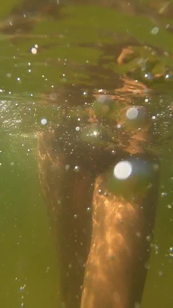 Hard dick feels alright in the blond ass ｜ Saliva Bunny does deepthroat and anal on the beach (ph614236143b6b4)