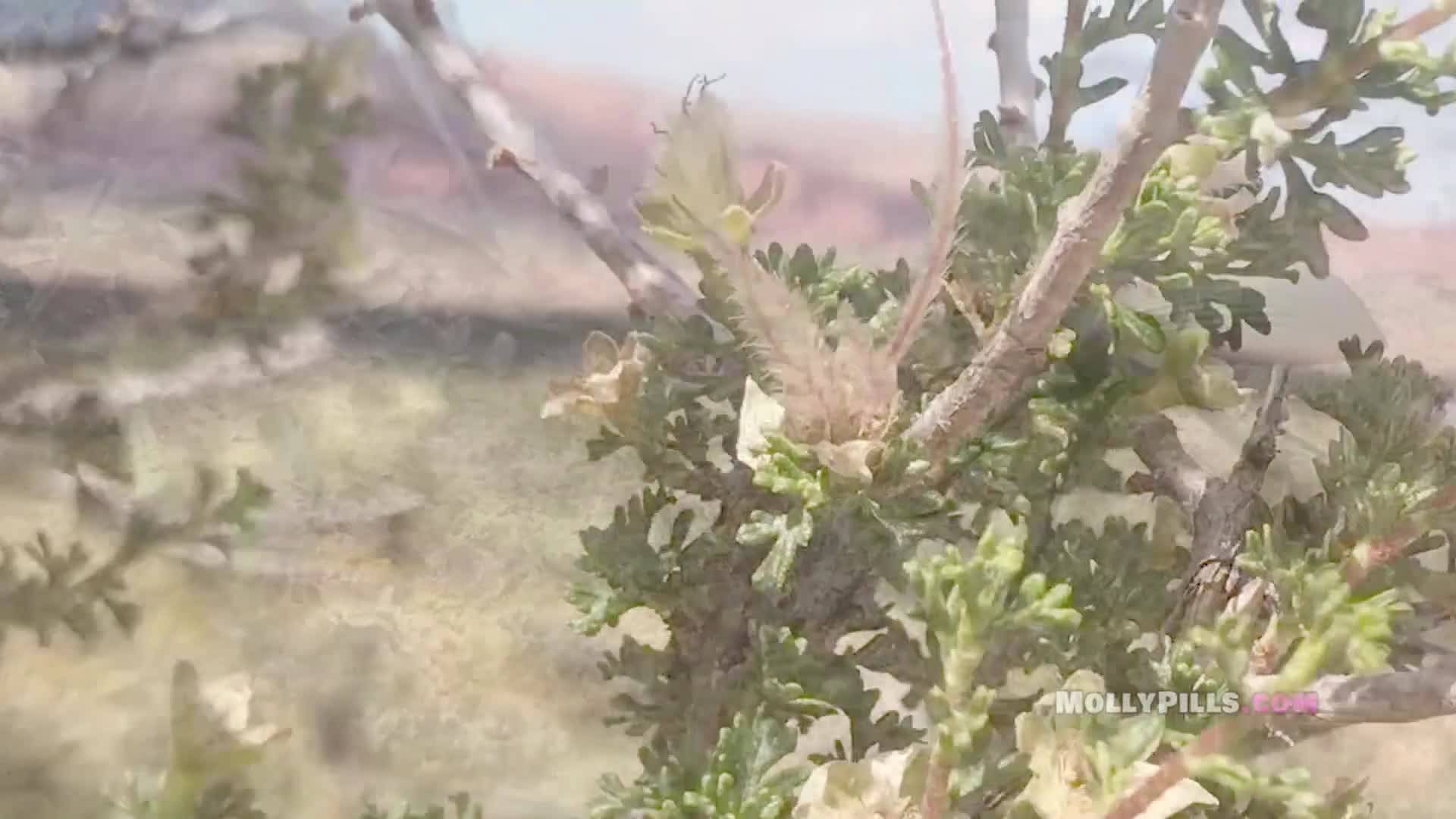 Risky Young Amateur Public Masturbation - Molly Pills - Big Ass Big Boobs (ph5ce46842d5e40)