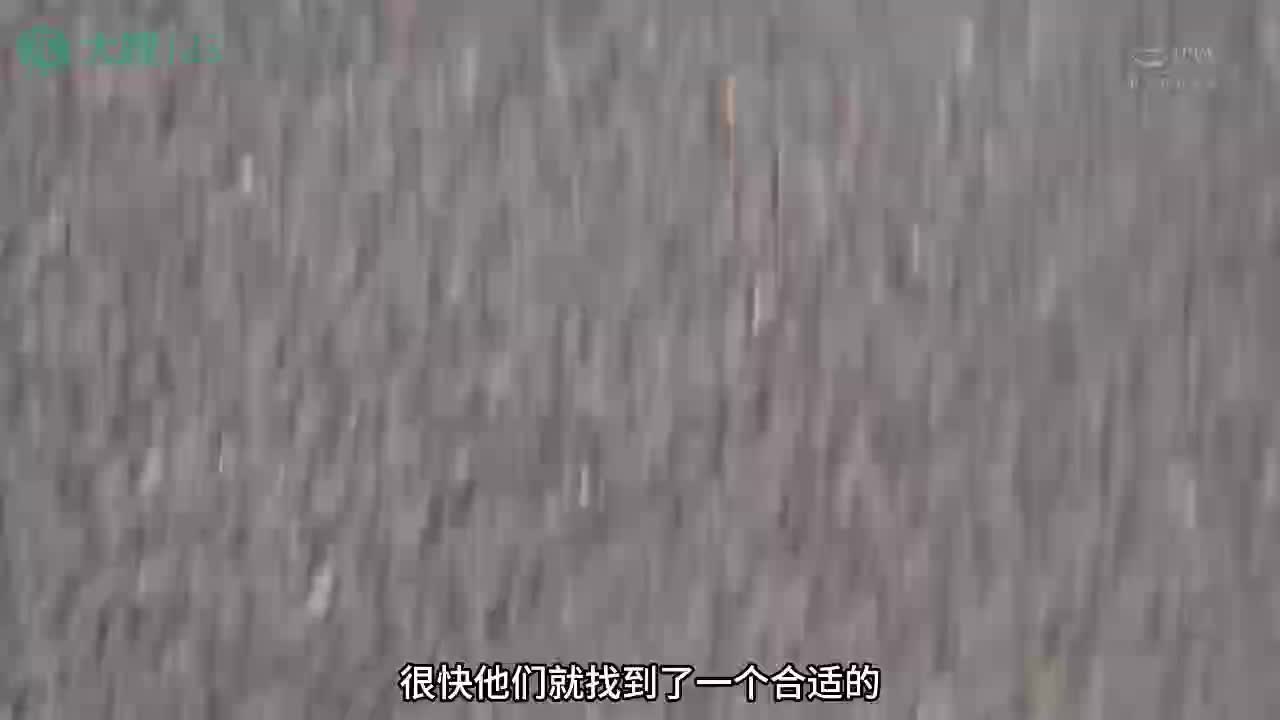 2048.hk@251110A 空姐穿着黑丝磨鸡巴，磨到不拿大奖只想插