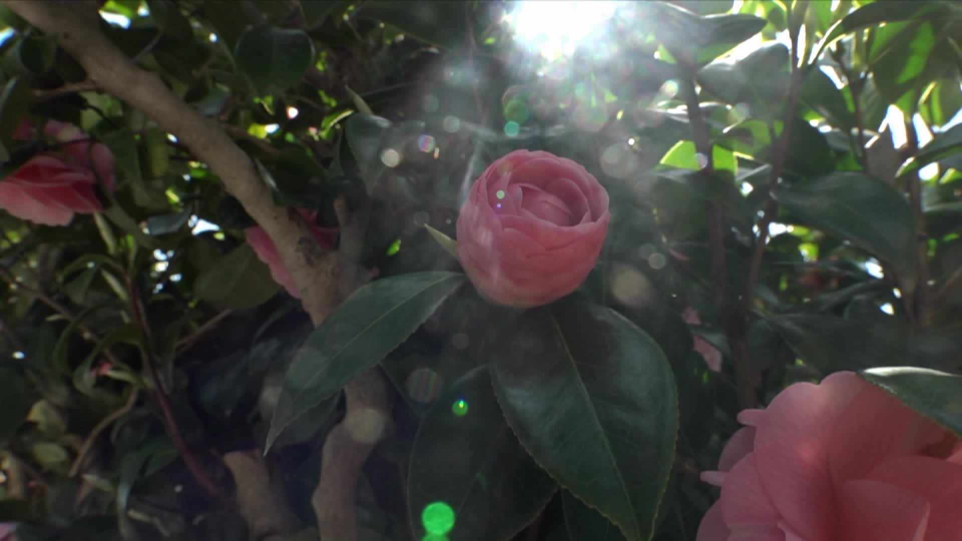 2048.hk@HSPsunwall95--赠品ZBES-034.1080p「1920x1080,1小时25分48秒,3.56GB」