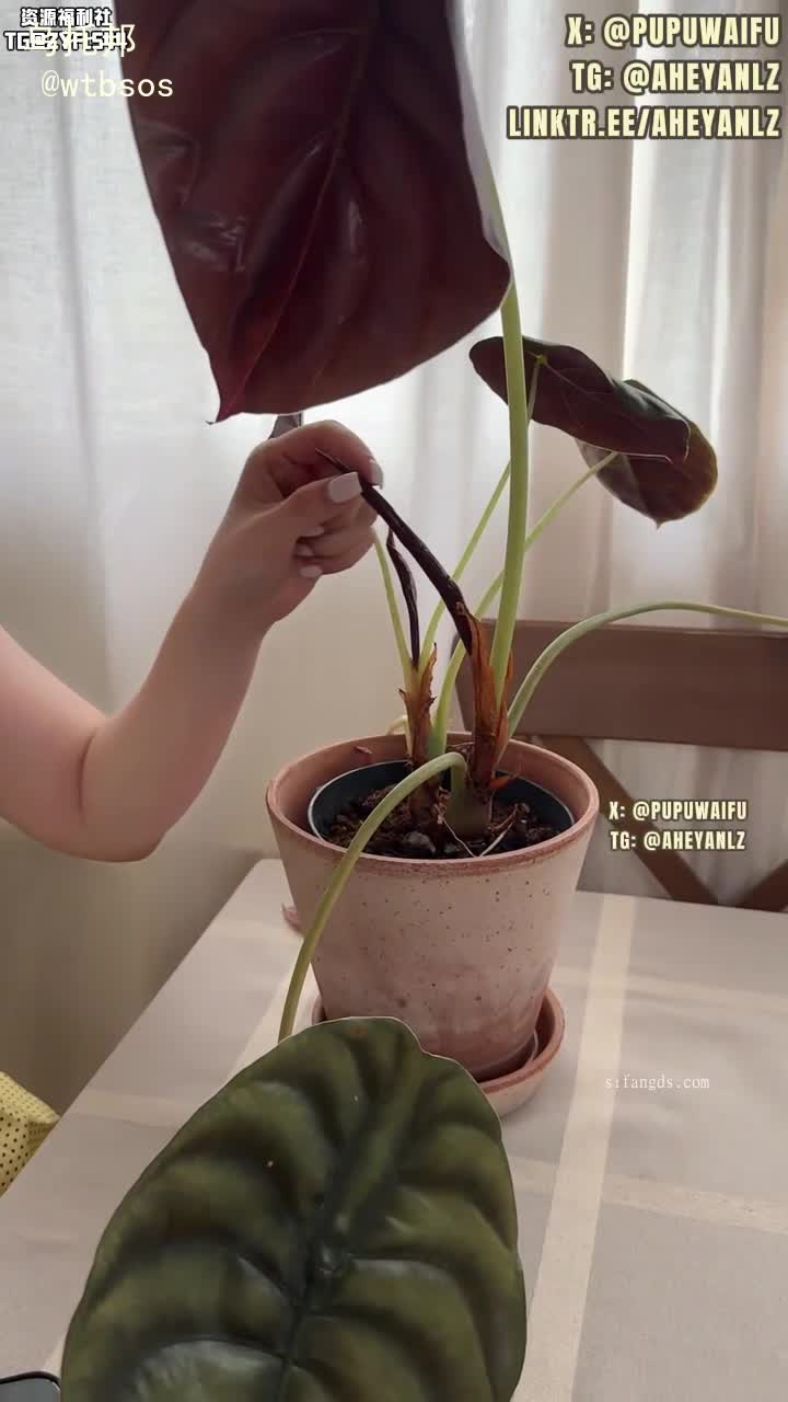  Aheyanlz 】 亲兄妹 哥哥不信我是网黄骚货妹妹现在居然变成这副模样，镜头前持续发烧展示母狗本质，甚至一度勾引哥哥进入体验温热的小穴#噗噗 #口交 #后入 #中出 #淫荡