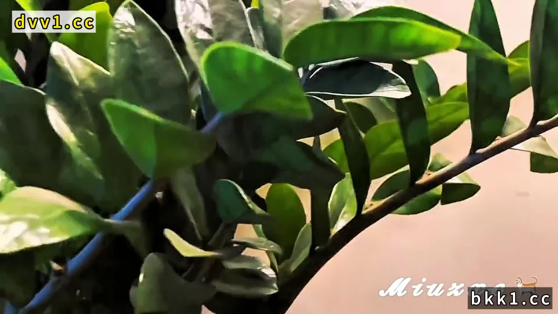 2048.hk@越南骚浪混血美女【Miuzxc】被强烈中出【2】完美脸蛋，被操时的模样真诱人！高清1080P原版无水印